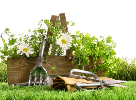 Hedge trimming tools used in a local garden