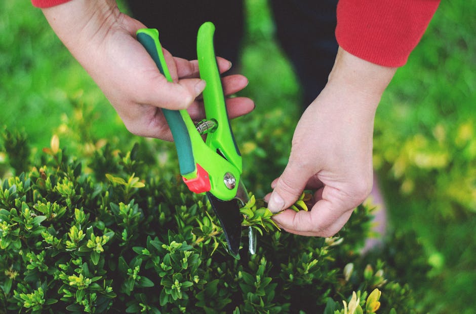 Close-up of a person's hands engaging in hedge trimming in a garden, using bright green and black garden pruning shears to carefully cut overgrown hedges with dense, small green leaves. The person is 