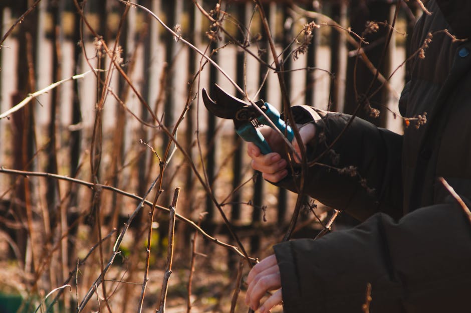 Close-up of a person's hands engaging in hedge trimming in a garden, using bright green and black garden pruning shears to carefully cut overgrown hedges with dense, small green leaves. The person is 